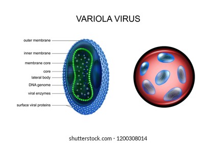 vector illustration of variola, smallpox, virus. especially dangerous infections