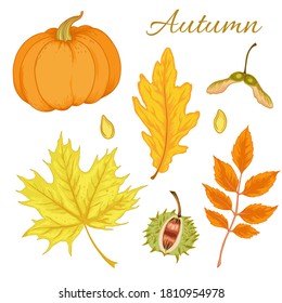 Vector illustration of various autumn leaves and pumpkin. Beautiful bouquet of yellow and red leaves, branches.	