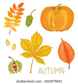 Vector illustration of various autumn leaves and pumpkin. Beautiful bouquet of yellow and red leaves, branches.	