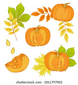 Ilustración vectorial de varias hojas de otoño y calabaza. Hermoso ramo de hojas amarillas y rojas, ramas.