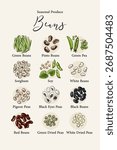 Vector illustration of various beans and legumes. Hand-drawn botanical poster featuring green beans, pinto beans, peas, soy, lentils, and other edible seeds