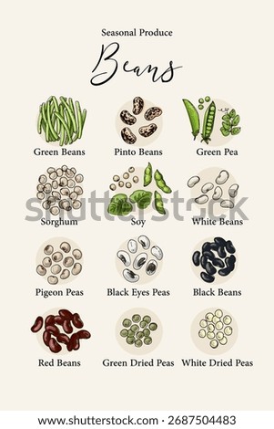 Vector illustration of various beans and legumes. Hand-drawn botanical poster featuring green beans, pinto beans, peas, soy, lentils, and other edible seeds