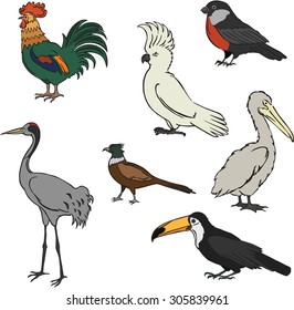 vector illustration of various birds