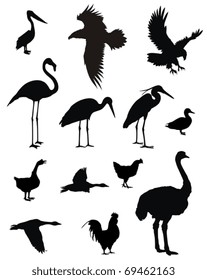 Vector illustration of various birds silhouettes