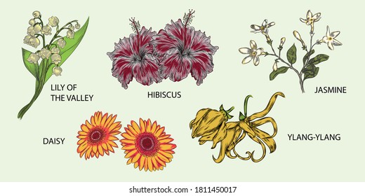vector illustration various flowers. hibicus, lily of the valley, jasmine, daisy, ylang ylang. hand drawn vector illustration.