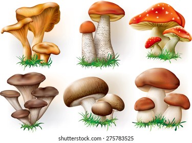 ilustração vetorial de vários fungos boleto, champignon, Leccinum, Chanterelle, Ostra