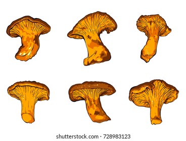 vector illustration of various fungi Chanterelle