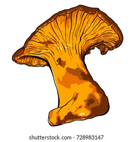 vector illustration of various fungi Chanterelle