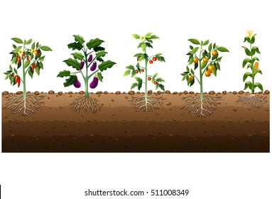 Vector illustration of Various kinds of plants growing in the garden