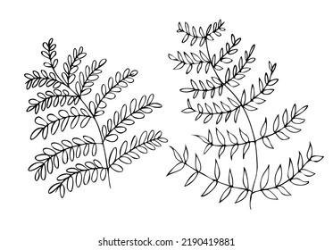 Ilustración vectorial de diversas formas de hoja basadas en especies de plantas tropicales, objetos visuales aislados en un fondo con colores contrastantes, adecuados para el diseño de fondo, plantillas e ilustraciones