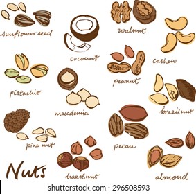 Vector illustration of various nut set
