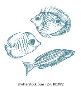 Vector Illustration of various sea inhabitant doodled in a vintage style. 