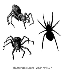 Vector illustration of various spiders in different positions. Perfect for educational materials, horror-themed designs, or natural science projects. Clean and detailed EPS format.