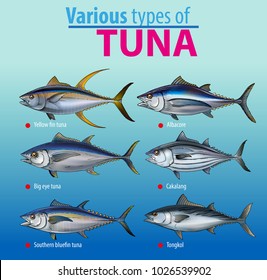 Vector illustration, various type of tuna fish