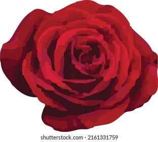 vector illustration of various types of flowers a combination of art and God's creatures which will be even more beautiful when associated with other objects
