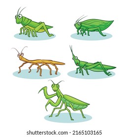 ilustración vectorial de varios tipos de saltamontes. El saltamontes promedio es verde.