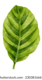 vector illustration of various types of leaves and flowers in various colors