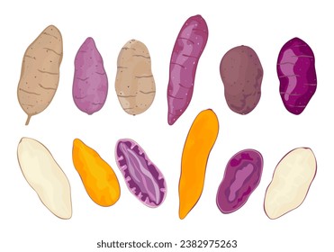 Vector illustration of various types of sweet potatoes, isolated, easy to edit, white background.