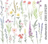vector illustration of various wildflowers and delicate plants arranged artistically on a white background