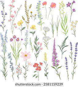 vector illustration of various wildflowers and delicate plants arranged artistically on a white background