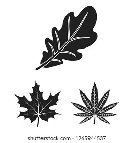 Vector illustration of vegan and organic icon. Collection of vegan and fresh stock vector illustration.