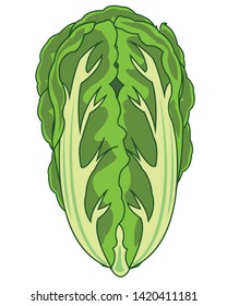 Vector illustration of the vegetable cabbage china