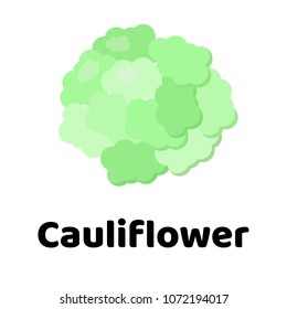 Vector illustration. Vegetable. cauliflower on white background.