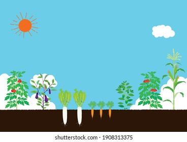 Vector illustration of vegetable field