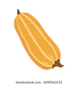 Vector illustration of a vegetable marrow, zucchini, squash. Zucchini isolated on white background.  Vector illustration in cartoon style.