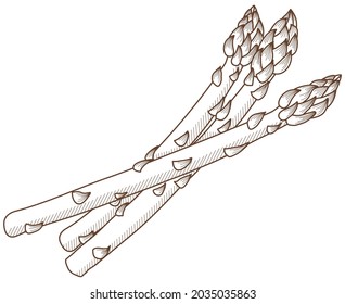 Vector illustration of vegetables "asparagus"