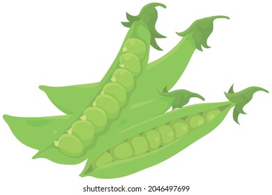 Vector illustration of vegetables "beans"