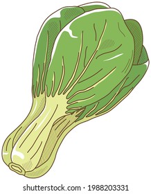 Ilustración vectorial de las verduras "bok choy"