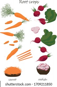 Vector illustration of vegetables. Bright and fresh root vegetables. Carrots, radishes, slicing vegetables.