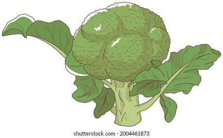Vektorgrafik von Gemüse "Broccoli"
