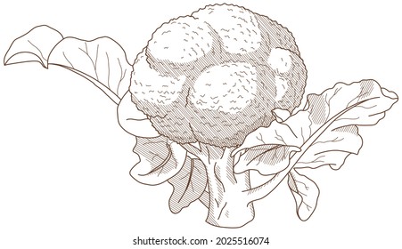 Vector illustration of vegetables "broccoli"