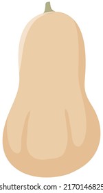 Vektorgrafik von Gemüse "Butternut squash"