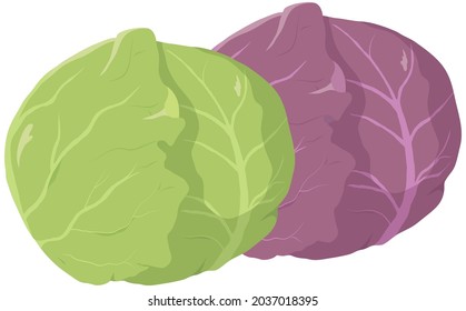 Vector illustration of vegetables "cabbage"