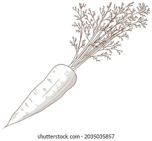 Vector illustration of vegetables "carrot"