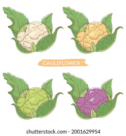 Vector illustration of vegetables "cauliflower"