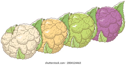Vector illustration of vegetables "cauliflower"