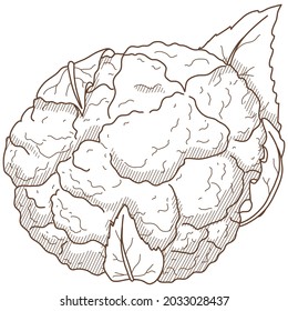 Vektorgrafik von Gemüse "Blumenkohl"