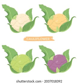 Vector illustration of vegetables "cauliflower"
