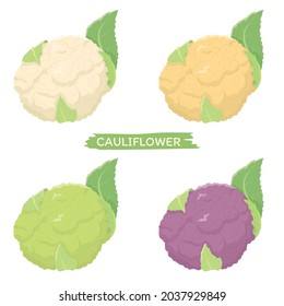 Vector illustration of vegetables "cauliflower"