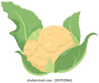 Vector illustration of vegetables "cauliflower"
