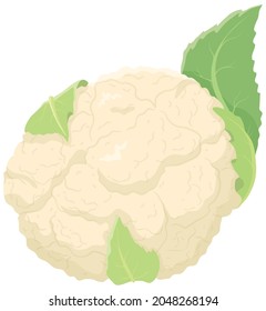 Vector illustration of vegetables "cauliflower"