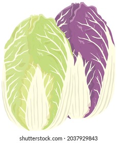 Vector illustration of vegetables "Chinese cabbage"