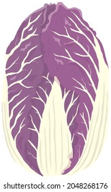 Vector illustration of vegetables "Chinese cabbage"