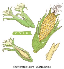 Vector illustration of vegetables "corn"