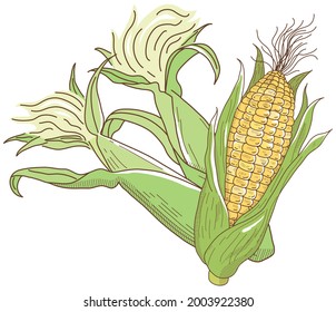 Vector illustration of vegetables "corn"