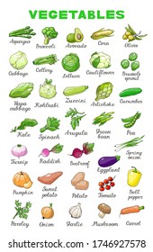 Vector illustration of vegetables in English for school education